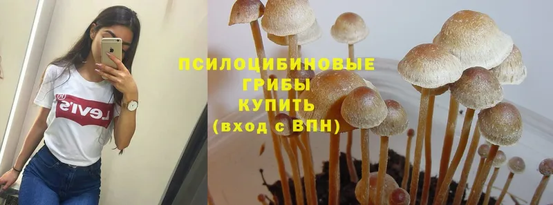 Галлюциногенные грибы Psilocybe  Вельск 